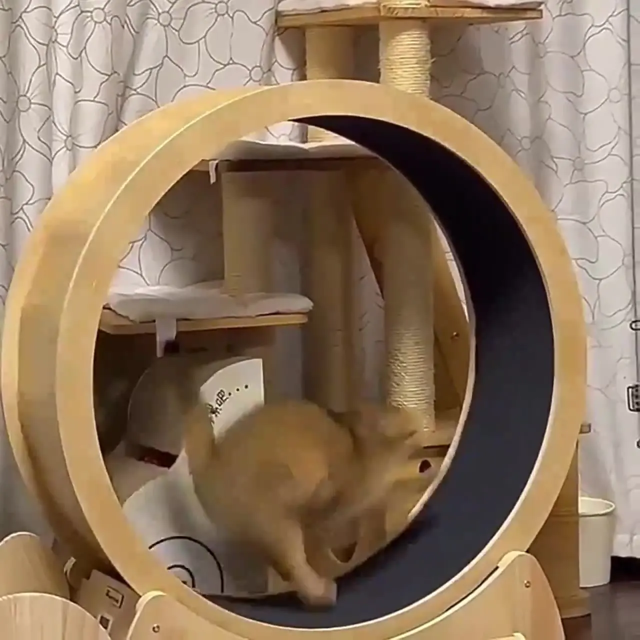 Roda kebugaran kucing mainan d - Interactive Cat Toy ulasan dan harga